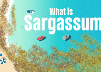 A screenshot from the bite-sized video, "What is sargassum?" (FAU CES)