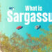 A screenshot from the bite-sized video, "What is sargassum?" (FAU CES)