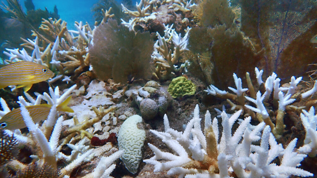 Bleached wild and outplanted staghorn and brain corals at Sombrero Key Reef in the middle Florida Keys in the summer of 2023. (Ananda Ellis/NOAA, Public domain, via Wikimedia Commons)