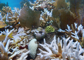 Bleached wild and outplanted staghorn and brain corals at Sombrero Key Reef in the middle Florida Keys in the summer of 2023. (Ananda Ellis/NOAA, Public domain, via Wikimedia Commons)