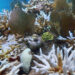 Bleached wild and outplanted staghorn and brain corals at Sombrero Key Reef in the middle Florida Keys in the summer of 2023. (Ananda Ellis/NOAA, Public domain, via Wikimedia Commons)
