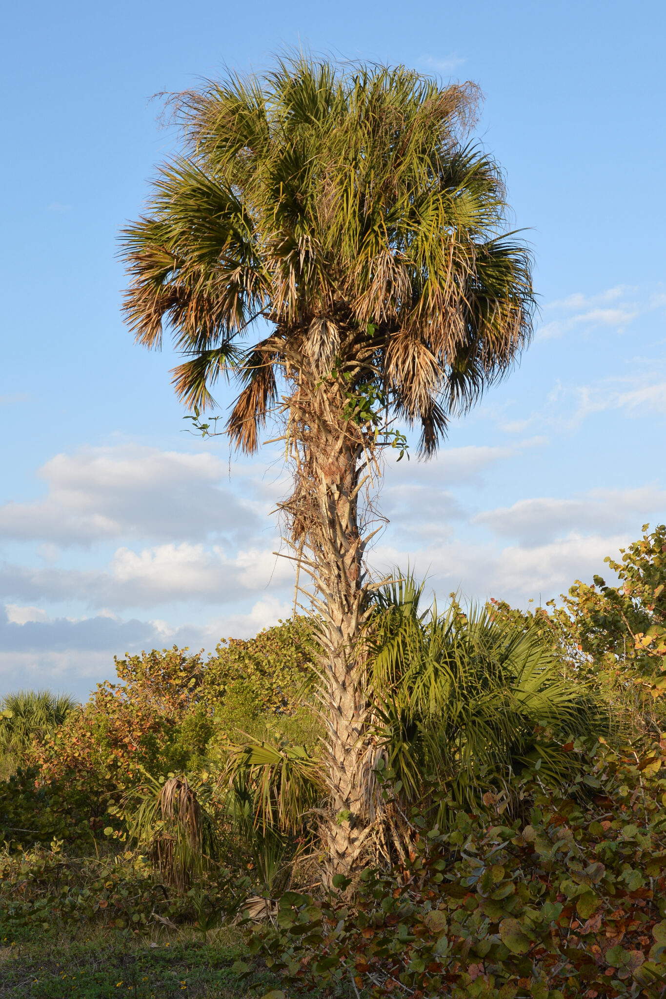 Rising seas threaten Florida’s state tree | The Invading Sea