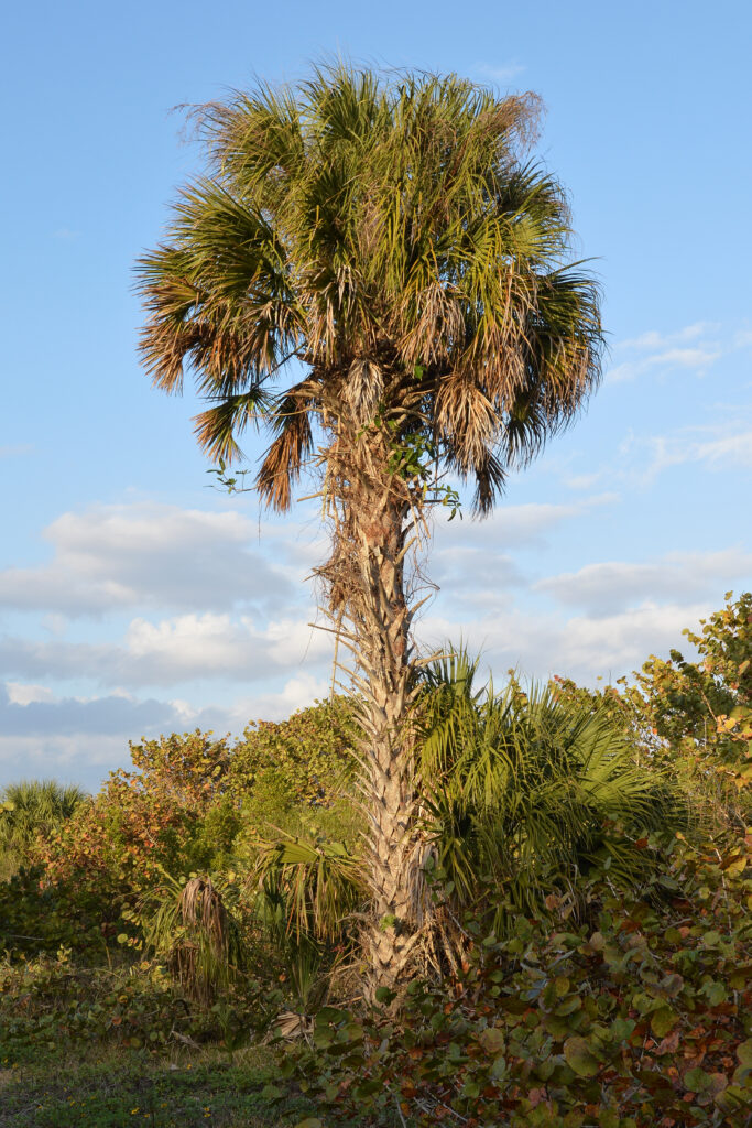 A cabbage palm (Sabal palmetto) at Lido Key in Sarasota (Ryan Hodnett, CC BY-SA 4.0, via Wikimedia Commons)