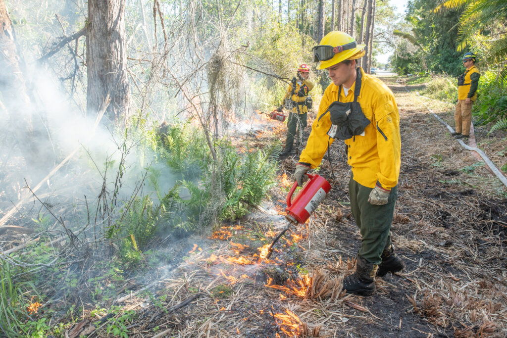 Crew members use handheld trip torches to ignite the fire. (John Eder/Naples Botanical Garden)
