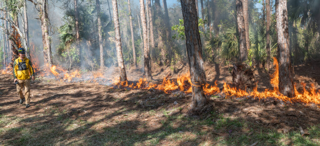 Certified burn manager Thaddeus Penfield monitors the blaze. (John Eder/Naples Botanical Garden)