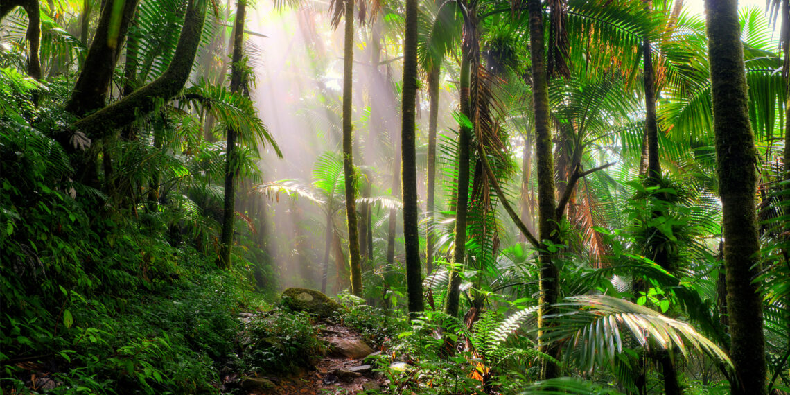 El Yunque National Forest in Puerto Rico, the only tropical rainforest in the U.S. National Forest System (iStock image)