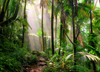 El Yunque National Forest in Puerto Rico, the only tropical rainforest in the U.S. National Forest System (iStock image)