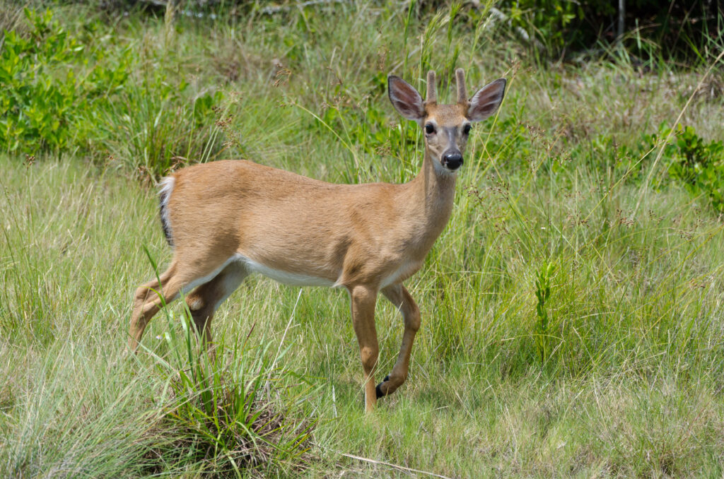 A Key deer on Big Pine Key (EdoDodo, CC BY-SA 3.0, via Wikimedia Commons)