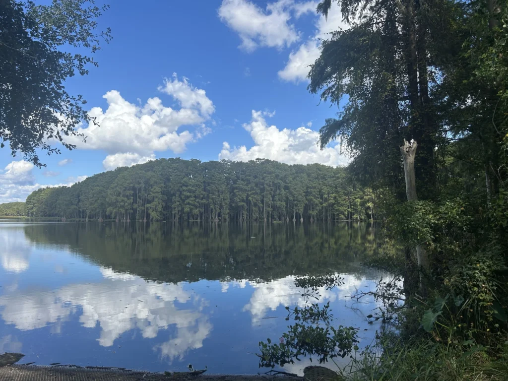Lake Munson is surrounded by cypress trees and filled with microplastics and toxic chemicals. (Photo credit: Anna Bullock)