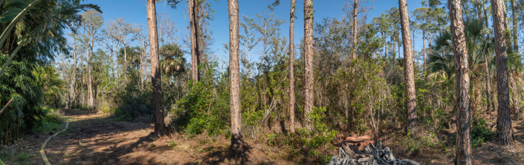 Before the burn, the pine flatwoods are thick with overgrown understory and plant debris. (John Eder/Naples Botanical Garden)