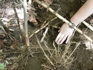 In mature patches of cane, the high density of roots and rhizomes helps keep soils in place during floods. (EBCI Cooperative Extension)