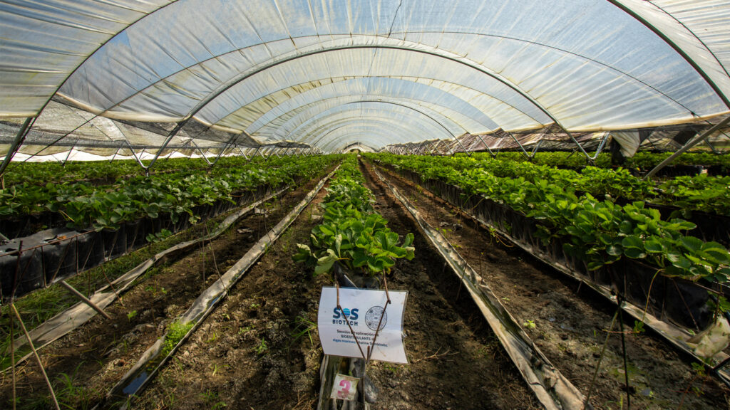 SOS Biotech's Marine Symbiotic biostimulant being used to help grow strawberries (Photo courtesy of SOS Biotech)