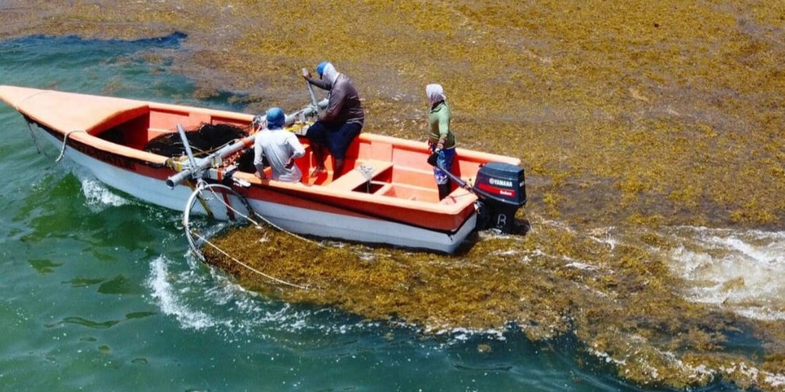 SOS Biotech uses local boats and workers to collect sargassum at sea. (Photo courtesy of SOS Biotech)