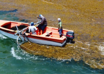 SOS Biotech uses local boats and workers to collect sargassum at sea. (Photo courtesy of SOS Biotech)