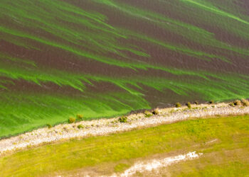 Algae in Lake Okeechobee (iStock image)