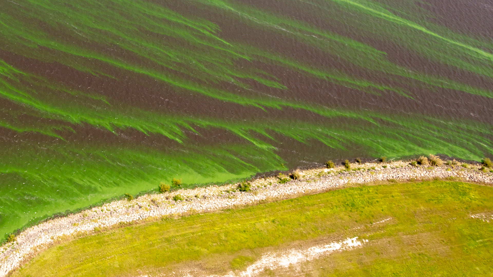 Florida Atlantic awarded state grant to combat harmful algal blooms ...