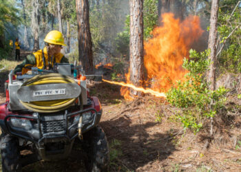 Flames in the pine flatwoods ignited by a flamethrower. (John Eder/Naples Botanical Garden)