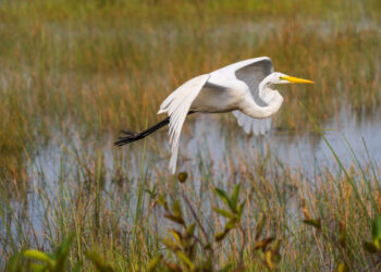 A great egret flies over the Florida Everglades (iStock image)