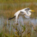 A great egret flies over the Florida Everglades (iStock image)
