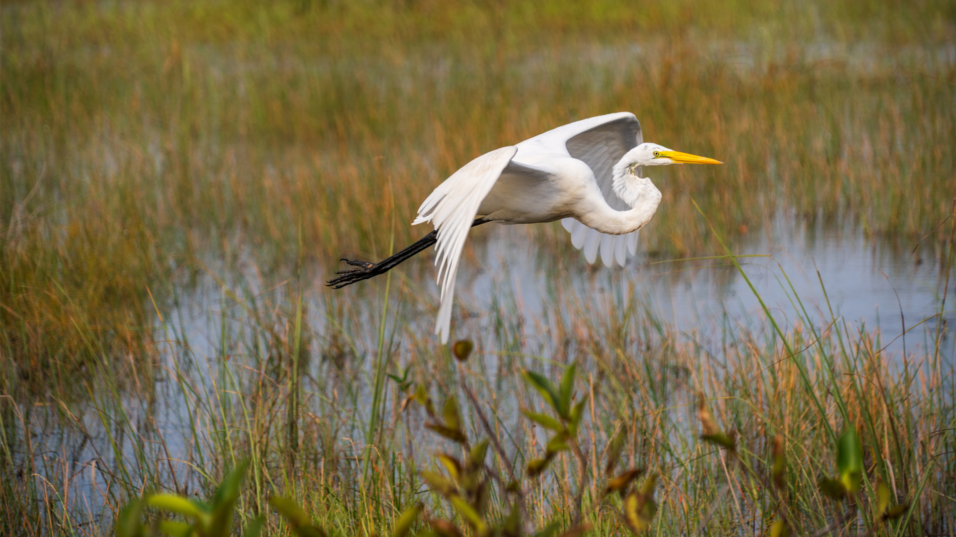 Audubon Florida leader has built reputation for working across party lines