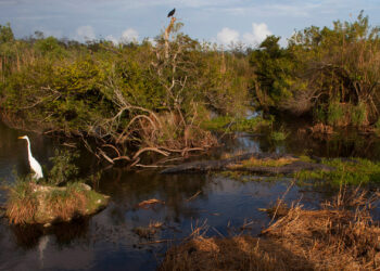 Wildlife in the Everglades (iStock image)