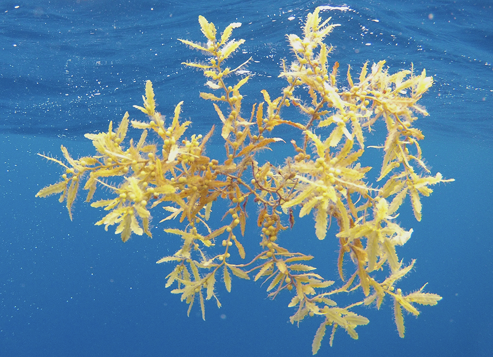 A floating clump of healthy Sargassum natans var. wingei, one of three common holopelagic morphotypes in the North Atlantic. (Credit: Jeff Schell)