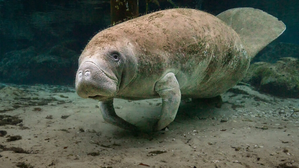 A manatee in Florida waters (iStock image)
