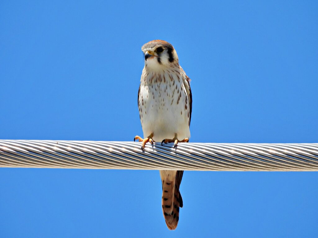 A Southeastern American kestrel perched on a cable (iStock image)