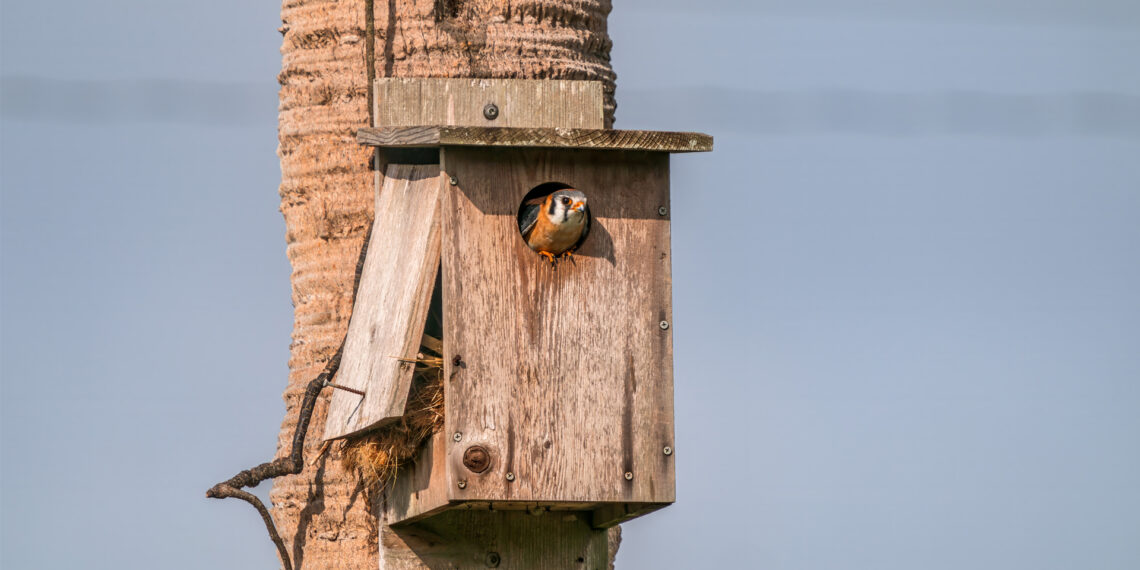 A kestrel poking its head out of a nesting box (iStock image)