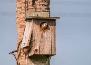 A kestrel poking its head out of a nesting box (iStock image)