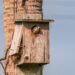 A kestrel poking its head out of a nesting box (iStock image)