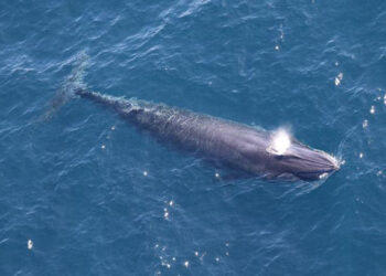 One of two Rice’s whales observed by the Southeast Fisheries Science Center in the western Gulf of Mexico during an aerial survey on April 11, 2024. (Credit: NOAA Fisheries/Paul Nagelkirk, Permit #21938)