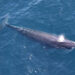 One of two Rice’s whales observed by the Southeast Fisheries Science Center in the western Gulf of Mexico during an aerial survey on April 11, 2024. (Credit: NOAA Fisheries/Paul Nagelkirk, Permit #21938)