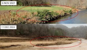 Rivercane growing along the Cane River in Yancey County, North Carolina, created an “island” where it held the stream bank in place during Hurricane Helene. These photos show the river before and after the storm. (Adam Griffith)
