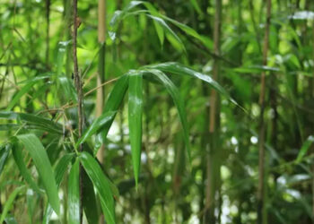 Rivercane (Arundinaria gigantea )is a woody grass native to floodplains of the southeastern U.S. (National Park Service)