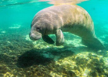 A manatee in a Florida spring (iStock image)