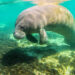 A manatee in a Florida spring (iStock image)