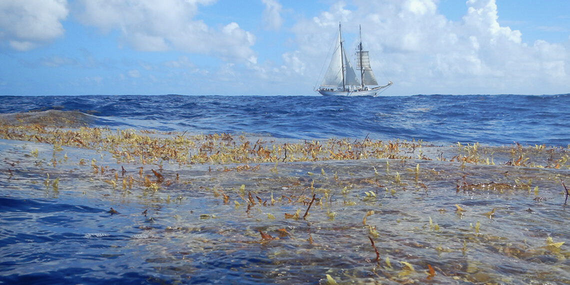 Sargassum is declining in the North Atlantic region where it was first reported by Christopher Columbus in the 15th century. Here, Sea Education Association’s SSV Corwith Cramer sails near a mat of holopelagic sargassum. (Credit: Jeff Schell)