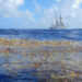 Sargassum is declining in the North Atlantic region where it was first reported by Christopher Columbus in the 15th century. Here, Sea Education Association’s SSV Corwith Cramer sails near a mat of holopelagic sargassum. (Credit: Jeff Schell)