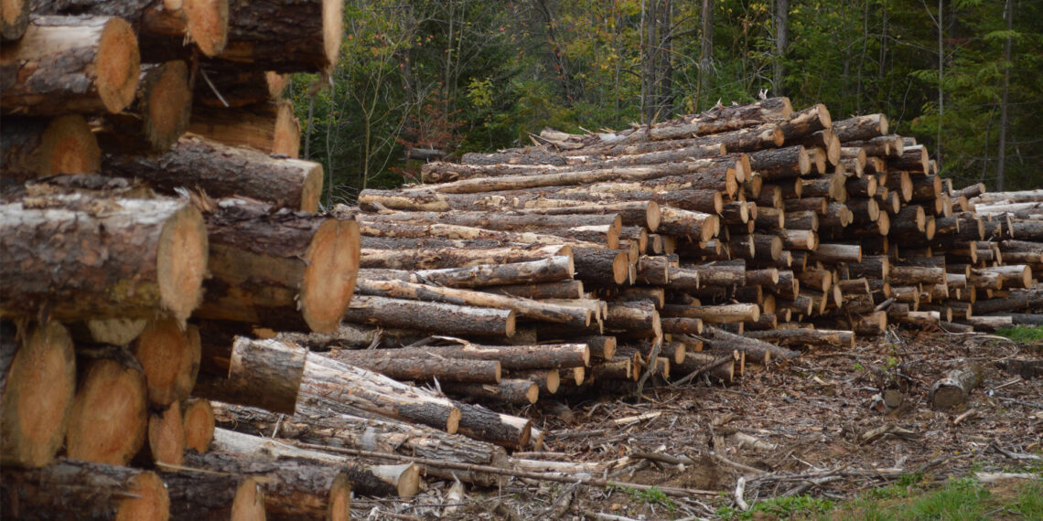 Wood logged in a forest (iStock image)