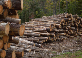 Wood logged in a forest (iStock image)