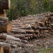 Wood logged in a forest (iStock image)