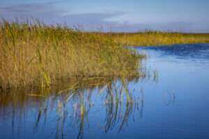 Cattails in Water Conservation Area 2A west of Fort Lauderdale signal trouble in the Everglades. They are a sign of nutrient pollution from the sugarcane fields to the north. (Credit: Jose Iglesias/Miami Herald)
