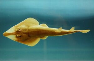 An Atlantic guitarfish (Rhinobatus lentiginosus) swims in the Gulf of Mexico. (SEFSC Pascagoula Laboratory; Collection of Brandi Noble/Flickr, CC BY)