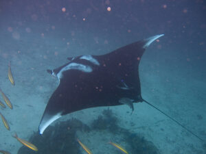 A manta ray’s wingspan can be 12 to 22 feet, and some giant ocean rays can grow even larger. (Jon Hanson/Flickr, CC BY-SA)