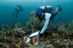 Shedd Aquarium scientist Andy Kough measures a queen conch at a survey site near Port Everglades. (Credit: Aubri Keith)