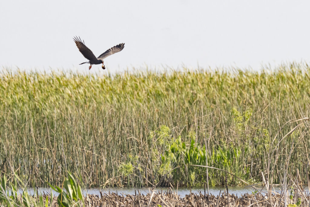 A snail kite carries an apple snail over Lake Okeechobee. (Photo: Sydney Walsh/Audubon)