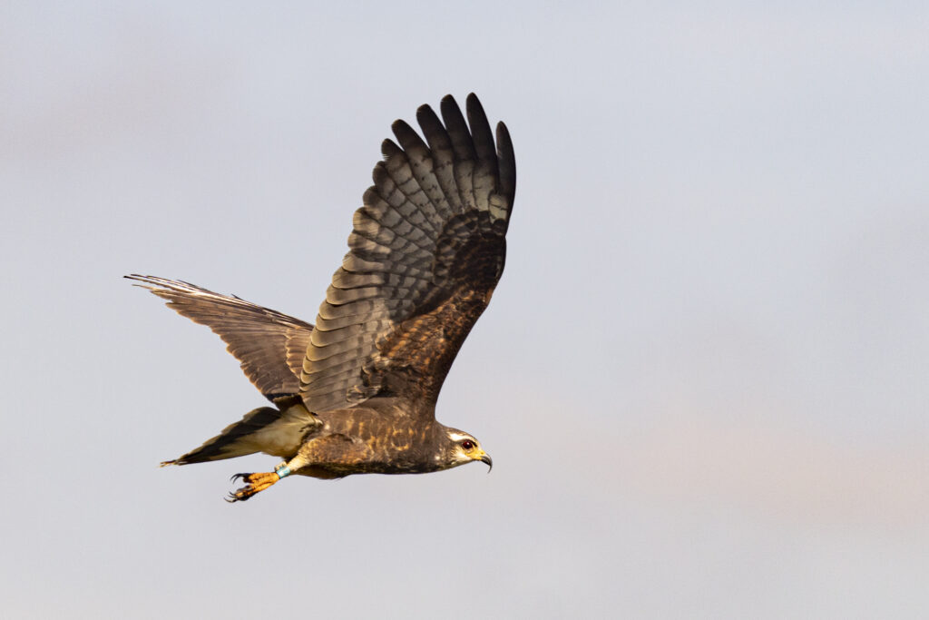 A snail kite flies over Lake Okeechobee. (Photo: Sydney Walsh/Audubon)
