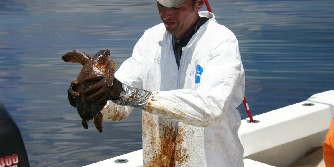 A veterinarian prepares to clean an oil-covered Kemp's ridley turtle after the BP Deepwater Horizon oil spill. (NOAA, CC BY 2.0, via Wikimedia Commons)