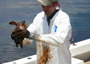 A veterinarian prepares to clean an oil-covered Kemp's ridley turtle after the BP Deepwater Horizon oil spill. (NOAA, CC BY 2.0, via Wikimedia Commons)